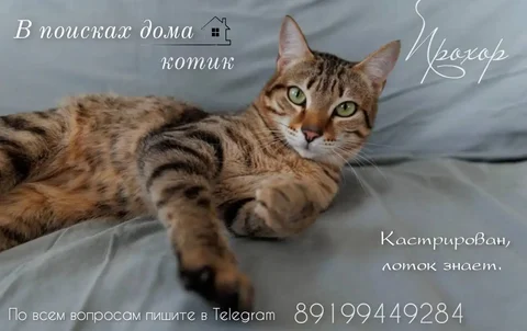 Продажа кота по кличке Прохор - Сельскохозяйственные животные в Тюмень
