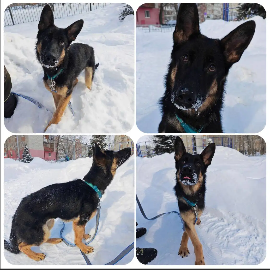 Овчарка Фрея ищет дом - Собаки (Животные) в Тюмень