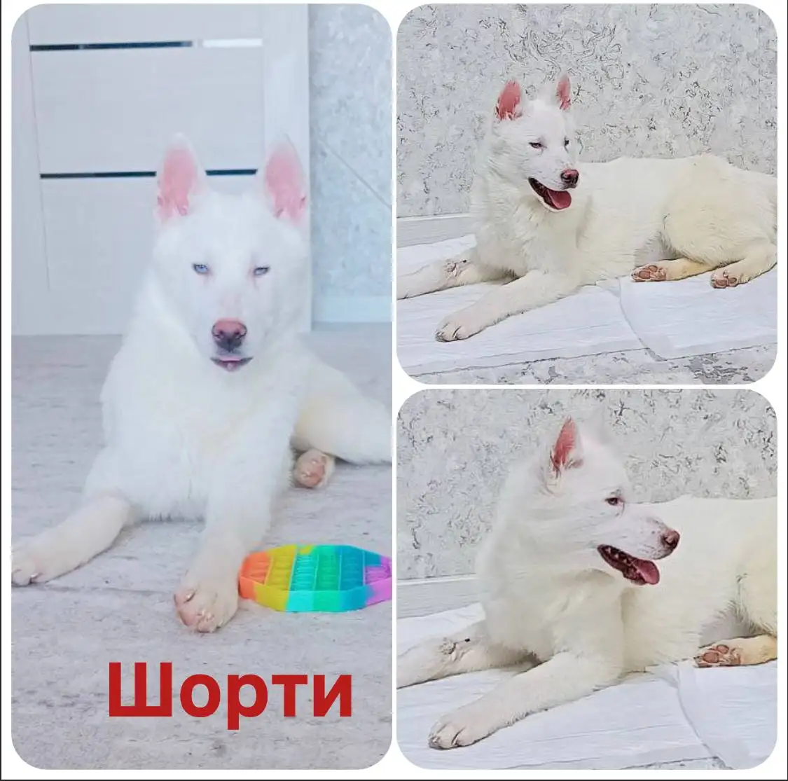 Ищу дом для животного - Кошки (Животные) в Тюмень