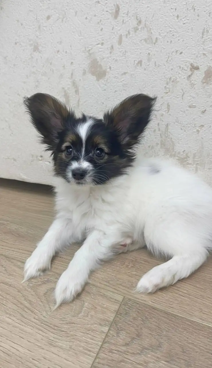 Щенки папийона с документами РКФ - Собаки (Животные) в Тюмень