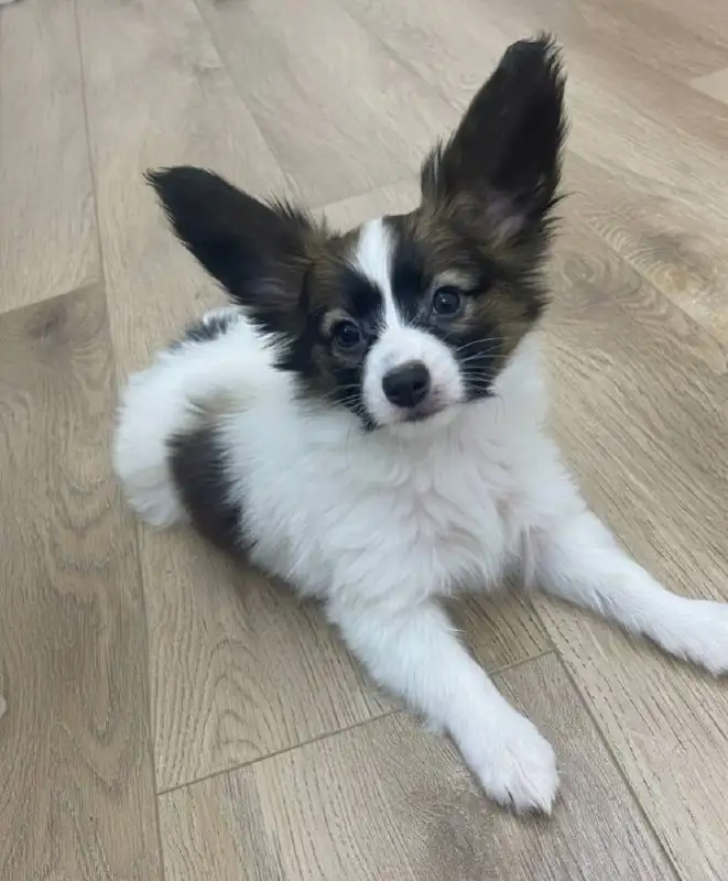 Щенки папийона с документами РКФ - Собаки (Животные) в Тюмень