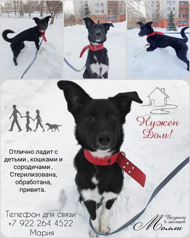 Молли - частное объявление в Тюмень