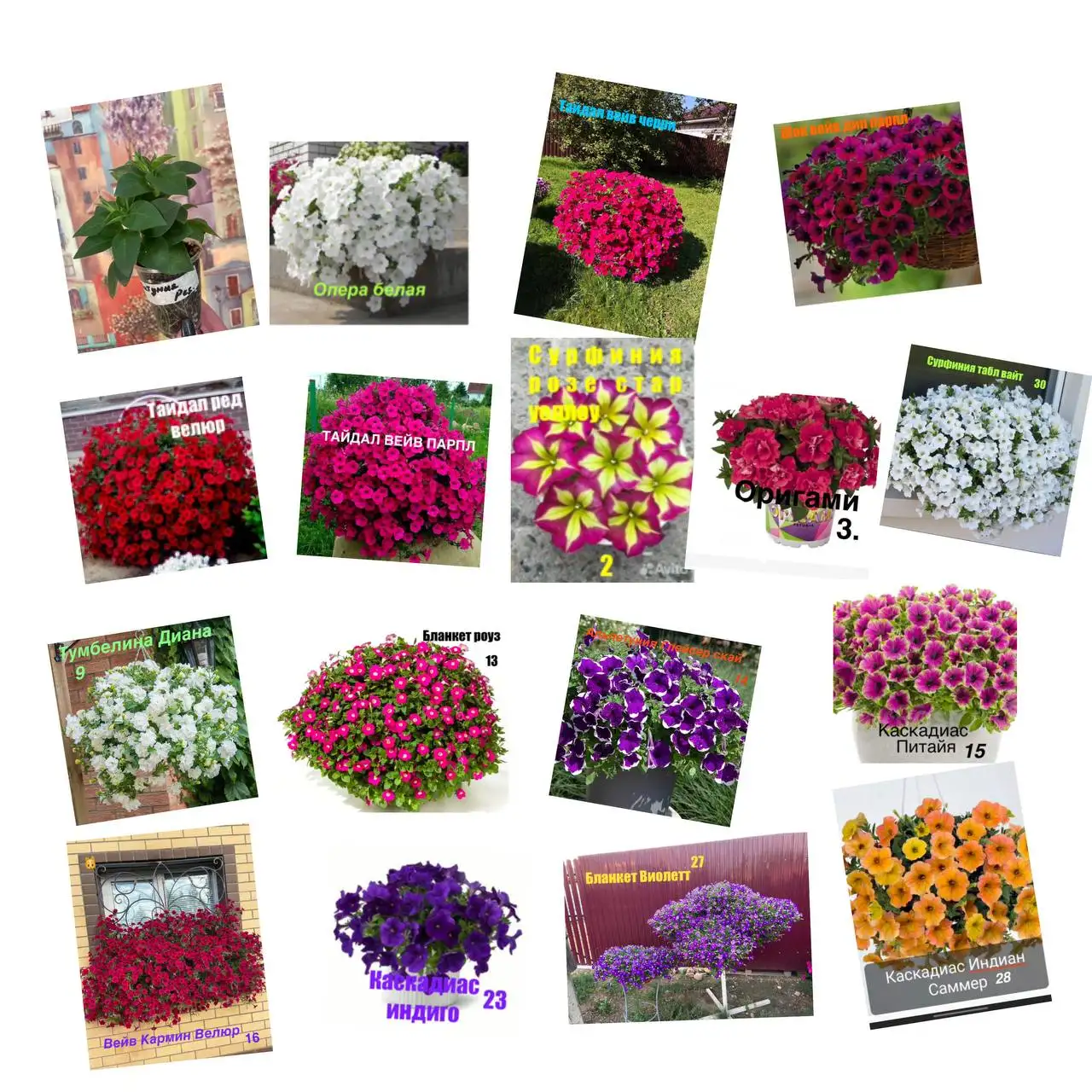 Продажа укорененных черенков петунии и других растений - Растения (Хобби и отдых) в Тюмень