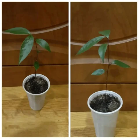 Лавровый лист - частное объявление в Тюмень