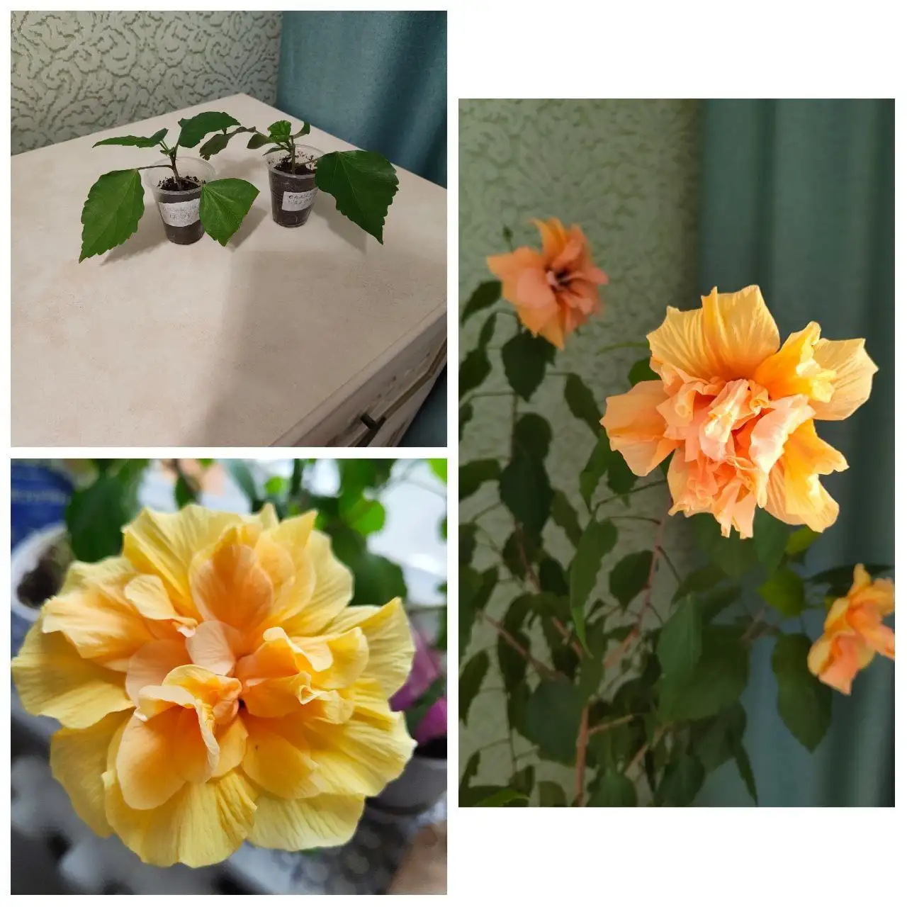 Продажа комнатных растений - Растения (Хобби и отдых) в Тюмень