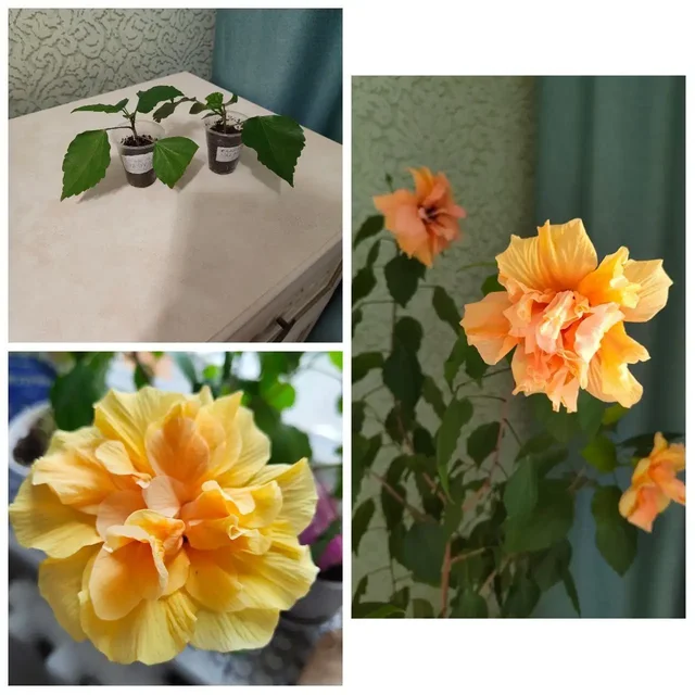 Продажа комнатных растений - Садоводство в Тюмень