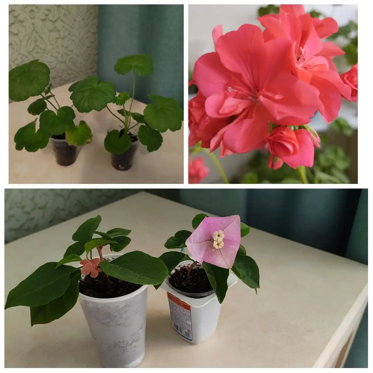 Продажа комнатных растений - Растения (Хобби и отдых) в Тюмень