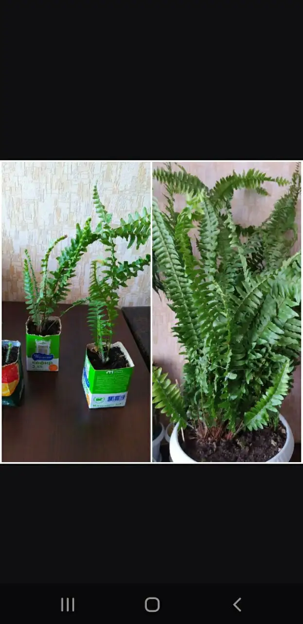 Папоротник домашний - Растения (Барахолка) в Тюмень