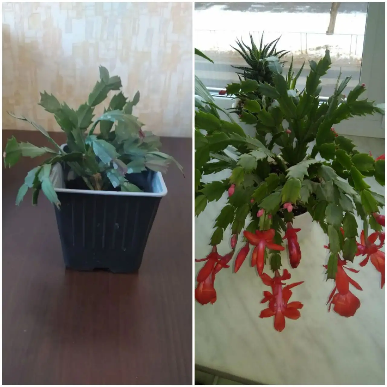 Продажа красного декабриста - Комнатные растения (Хобби и отдых) в Тюмень