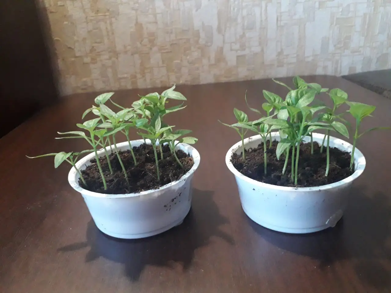 Рассада сладкого перца для пикировки - Рассада (Для дома и дачи) в Тюмень