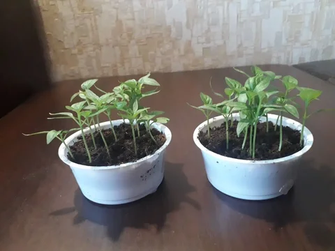Рассада сладкого перца для пикировки - Текстиль для дома в Тюмень