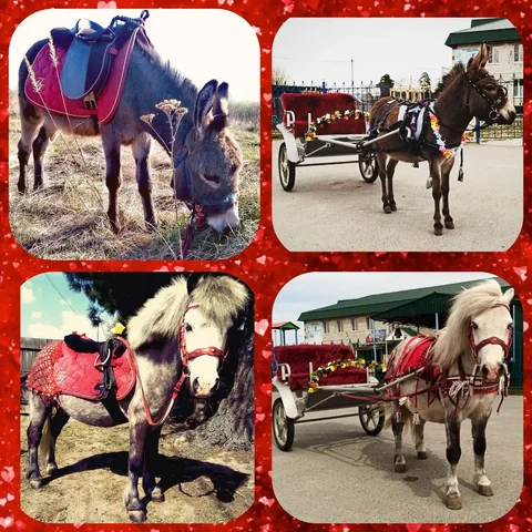 Аренда пони и ослика для мероприятий - Аренда животных для мероприятий в Тюмень