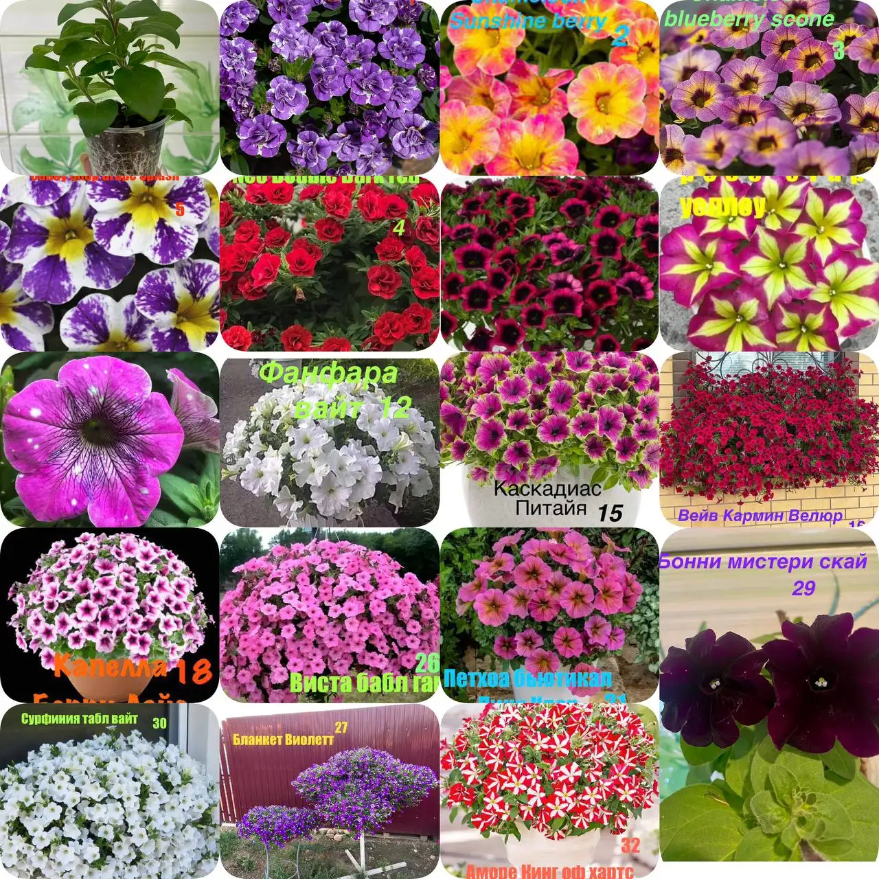 Продажа укорененных черенков петунии и других растений - Растения (Хобби и отдых) в Тюмень