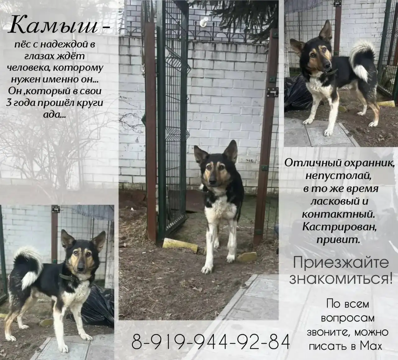 Продажа Камыша - Барахолка в Тюмень