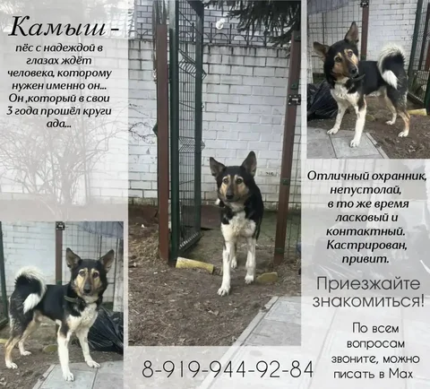 Продажа Камыша - Барахолка в Тюмень