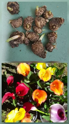 Калла детки смесь сортов - частное объявление в Тюмень