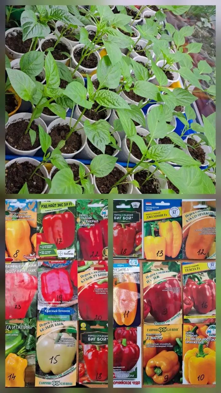 Рассада перца сладкого и острого - Рассада (Для дома и дачи) в Тюмень