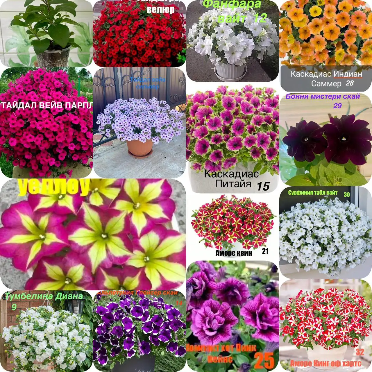 Продажа укорененных черенков петунии и других растений - Растения (Хобби и отдых) в Тюмень