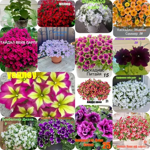 Продажа укорененных черенков петунии и других растений - Хобби и отдых в Тюмень