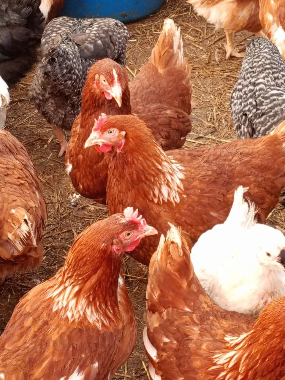 Продажа кур молодок Родониты, Супер ник, Доминанты - Птицы (Животные) в Тюмень