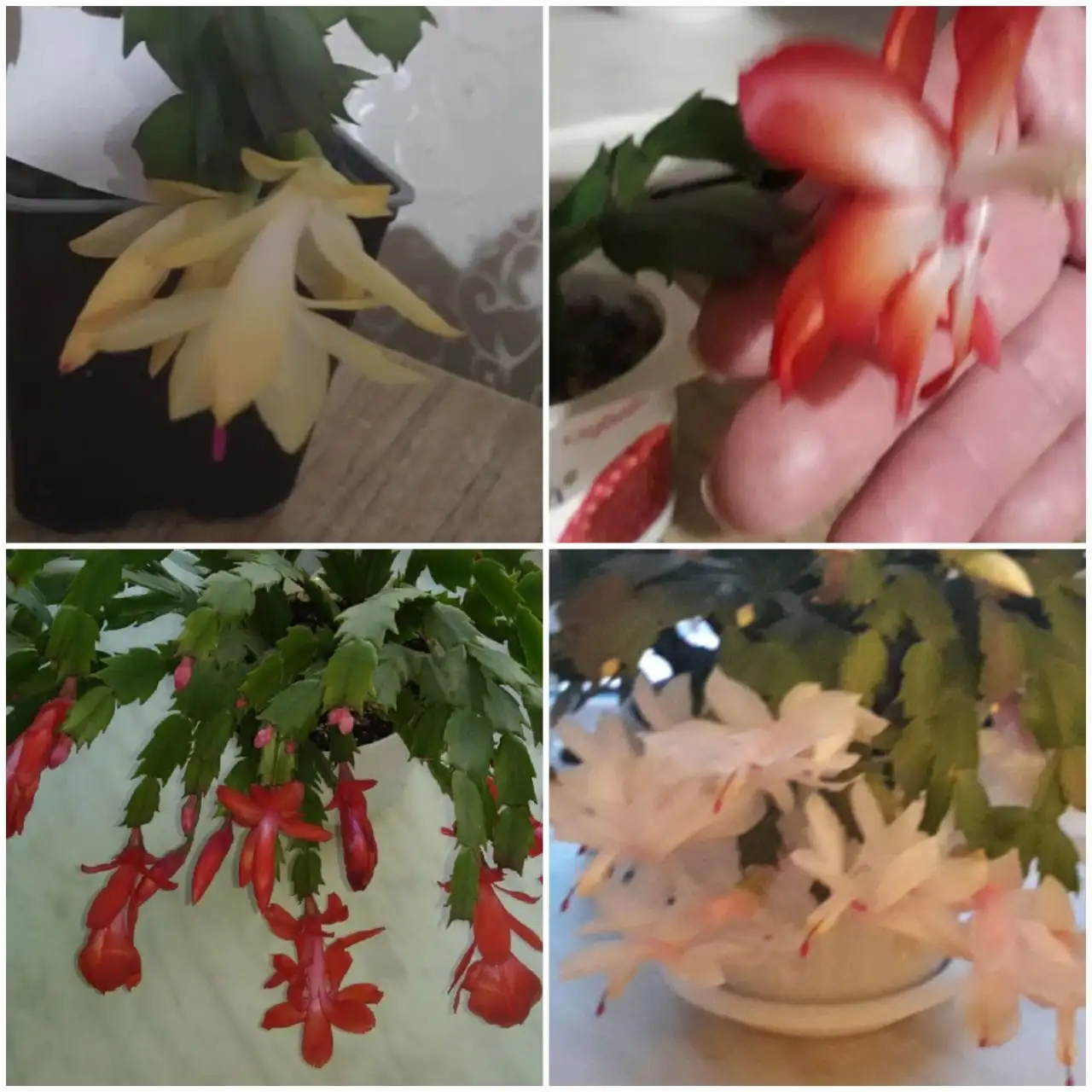 Продам укорененные черенки декабриста - Растения (Хобби и отдых) в Тюмень