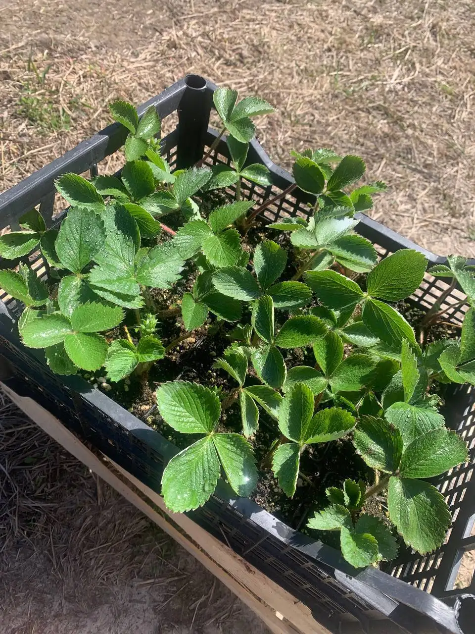 Рассада ремонтантной клубники в стаканах - Садоводство (Хобби и отдых) в Тюмень