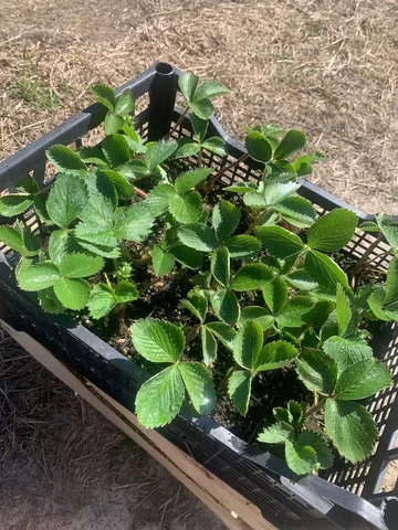 Рассада ремонтантной клубники в стаканах - Сувениры в Тюмень