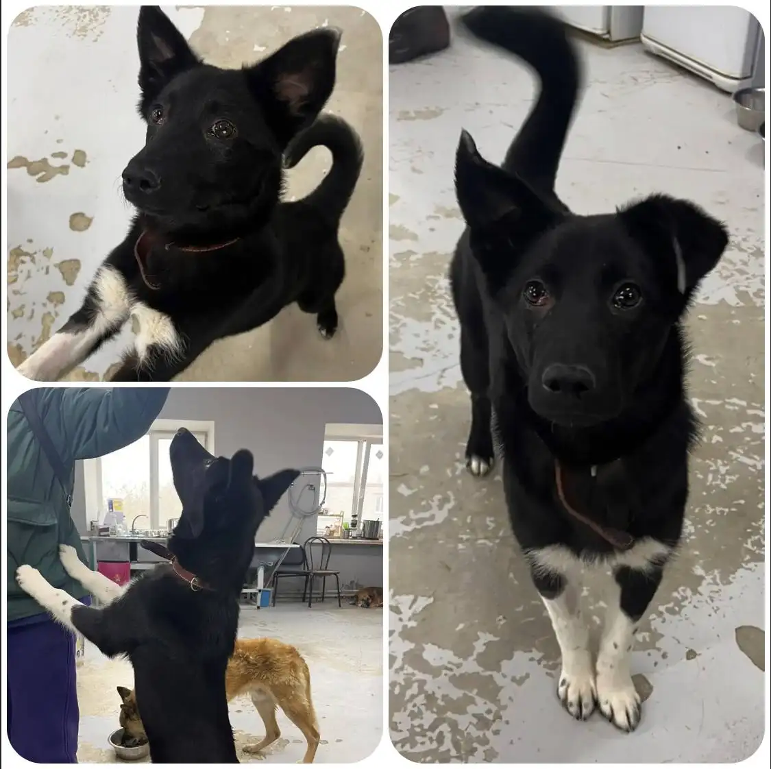 Щенок в добрые руки - Собаки (Животные) в Тюмень