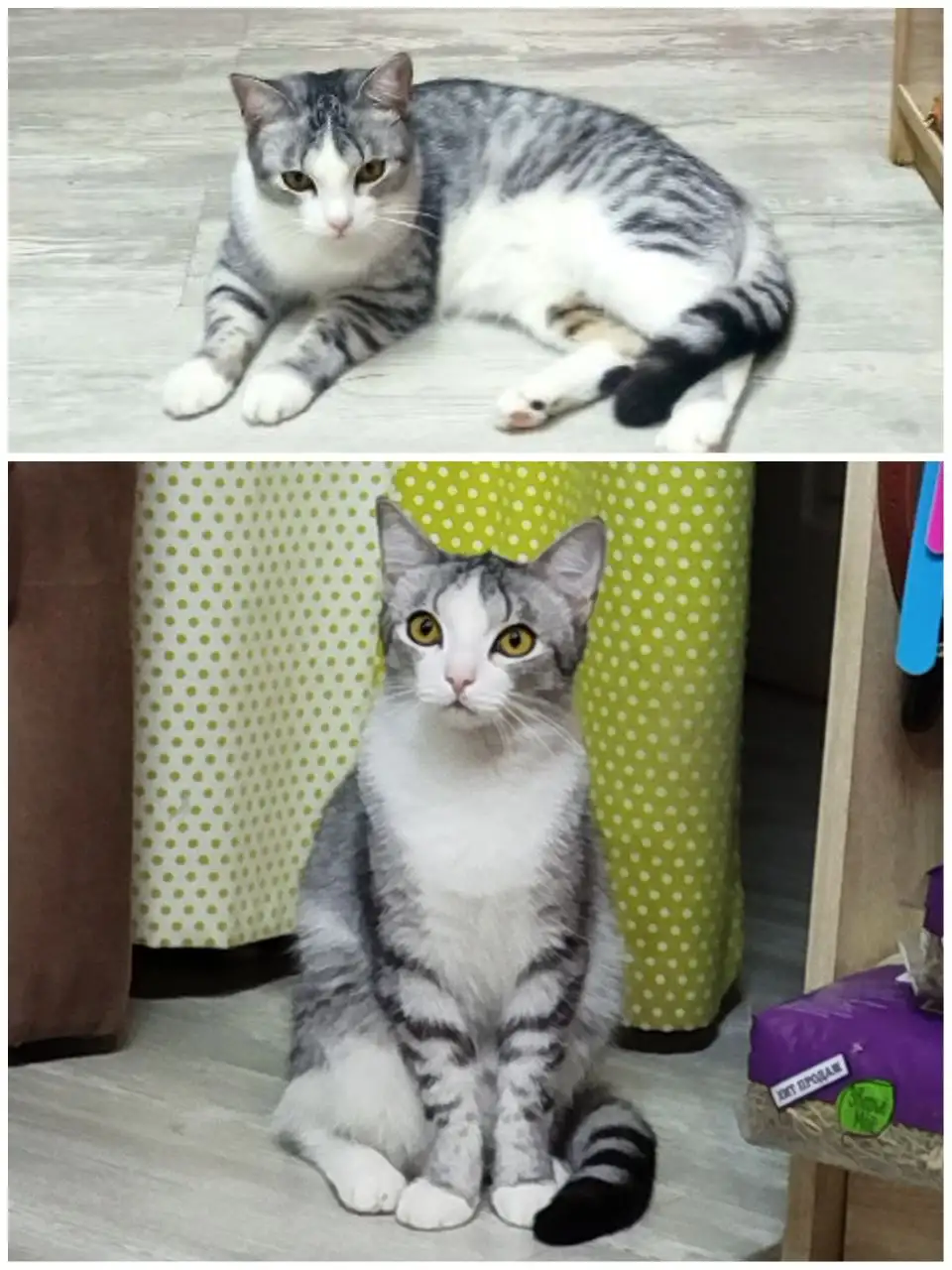 Молодой котик Перчик ищет дом - Кошки (Животные) в Тюмень