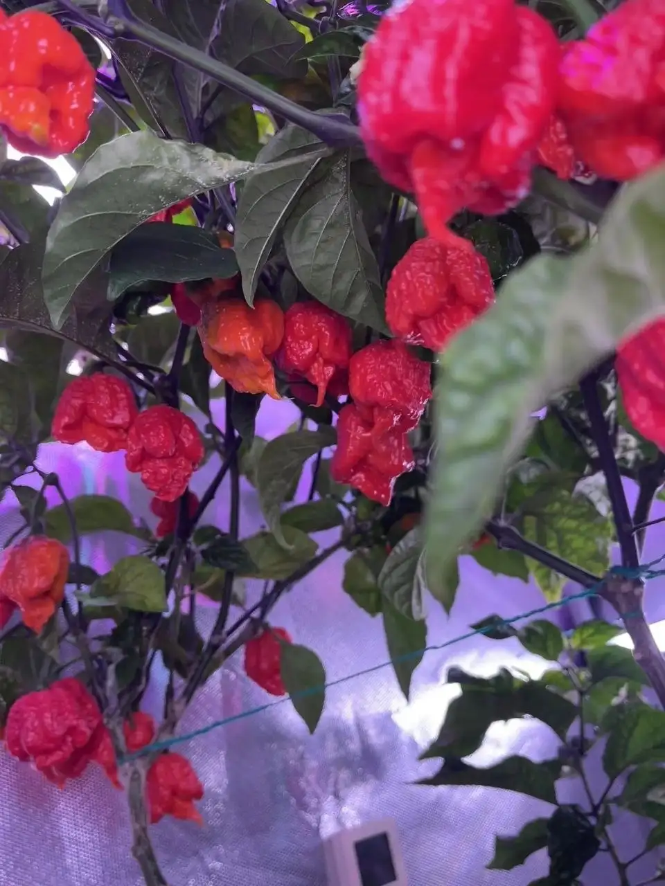 Перец Carolina Reaper - Хобби и отдых в Тюмень