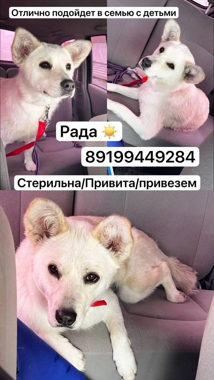Кошка Рада ищет дом - Кошки (Животные) в Тюмень