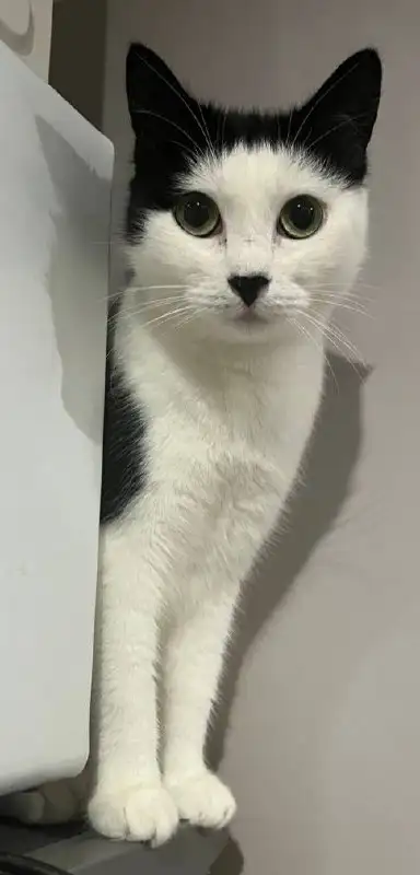 Кошечка Юля ищет дом - Кошки (Животные) в Тюмень