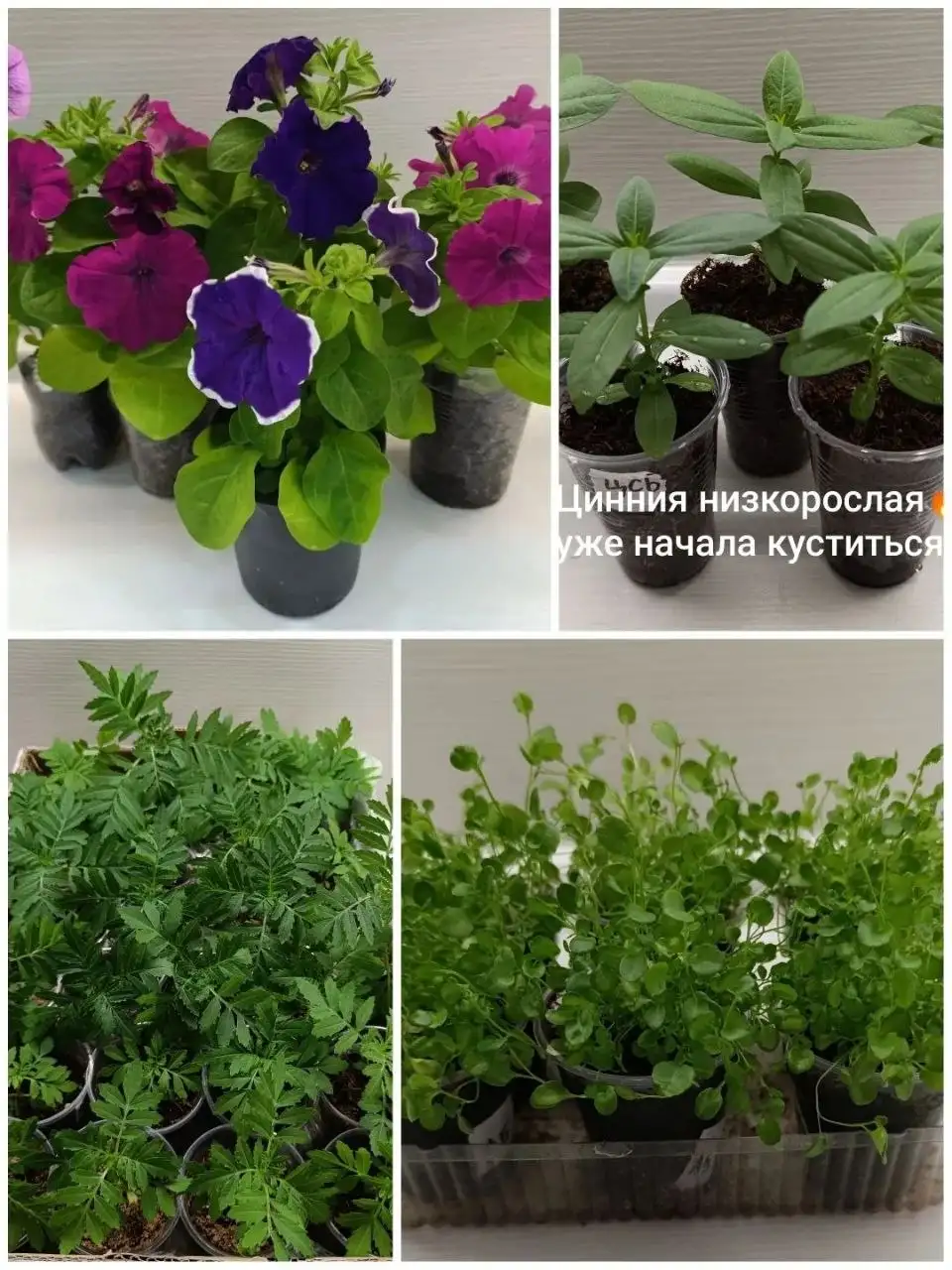 Рассада петунии, бархатцев, циннии, лобелии - Рассада цветов (Работа) в Тюмень
