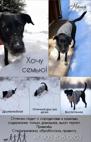 Нюша (кошка?) - частное объявление в Тюмень