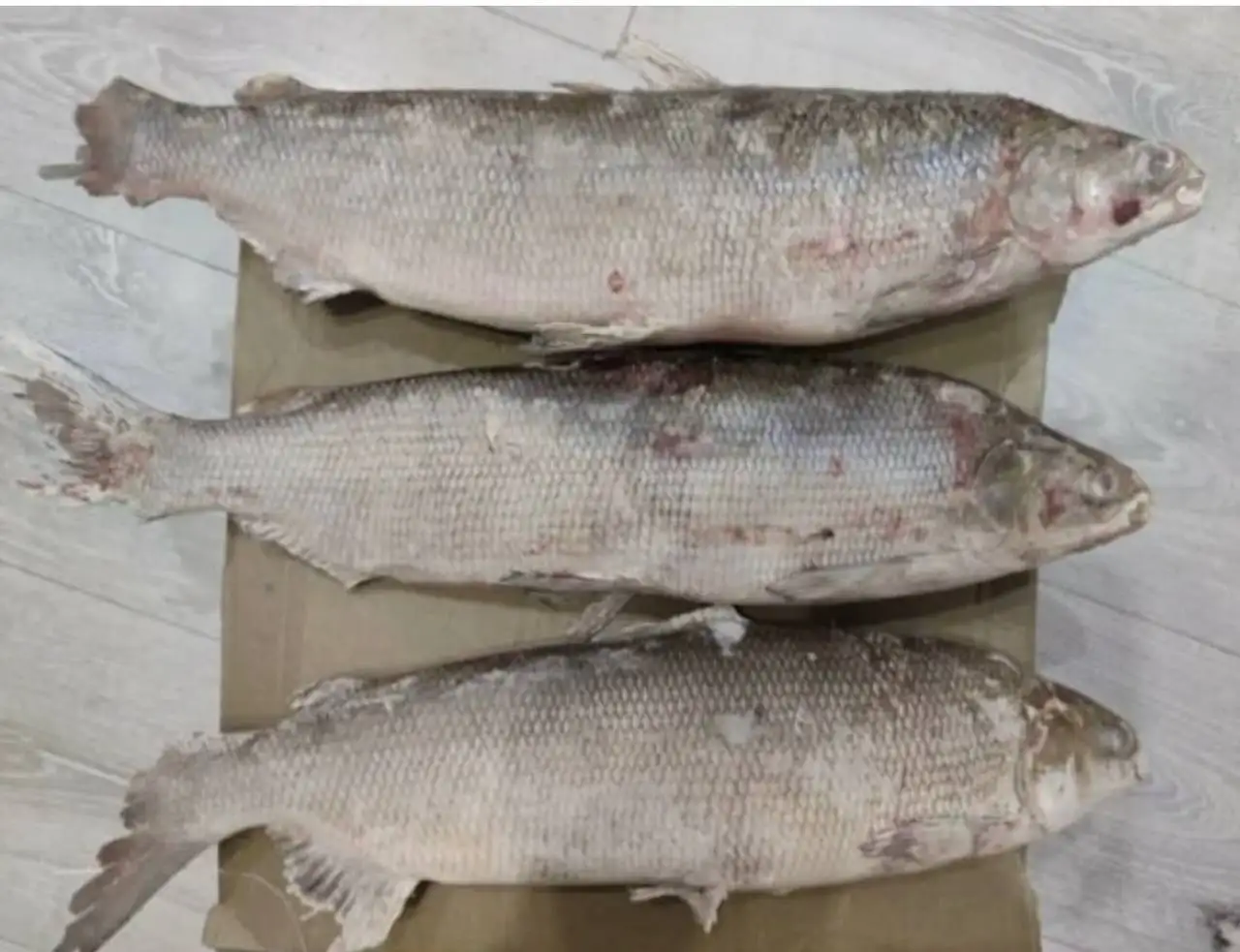 Щекур (Чир) свежемороженый - Продукты в Тюмень