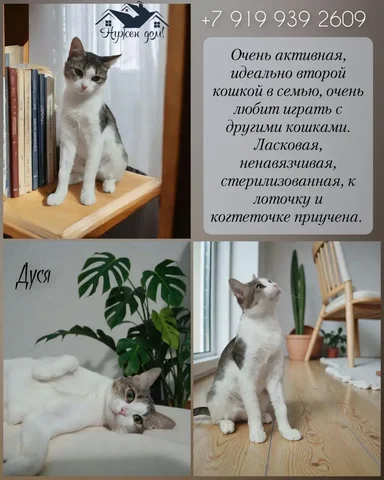 Дуся - Животные в Тюмень