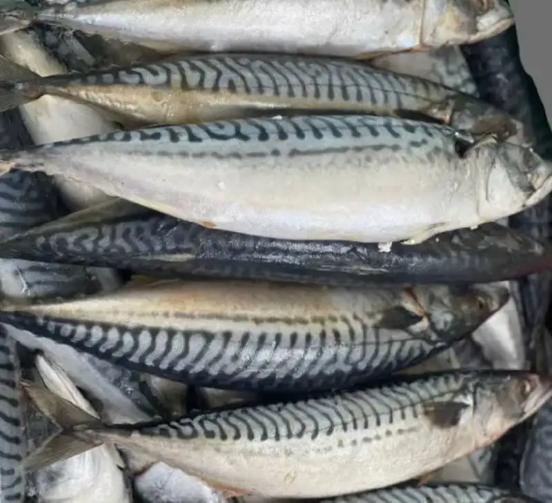 Скумбрия крупная свежемороженая - Рыба и морепродукты (Продукты) в Тюмень