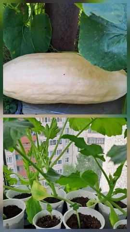 Тыква банановая - Мясо и фарш в Тюмень
