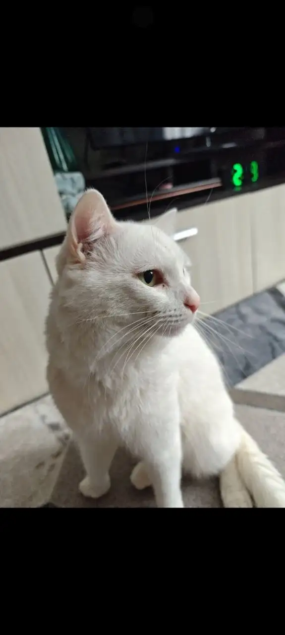 Котик ищет дом - Кошки (Животные) в Тюмень