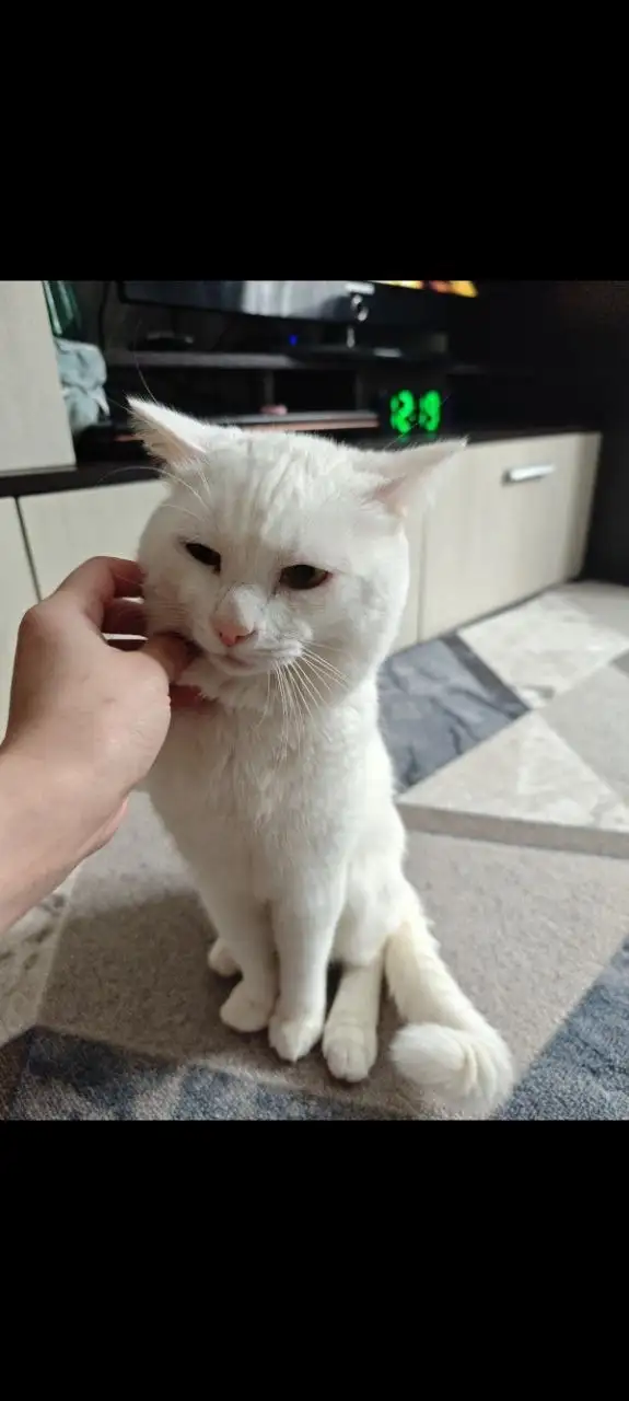 Котик ищет дом - Кошки (Животные) в Тюмень