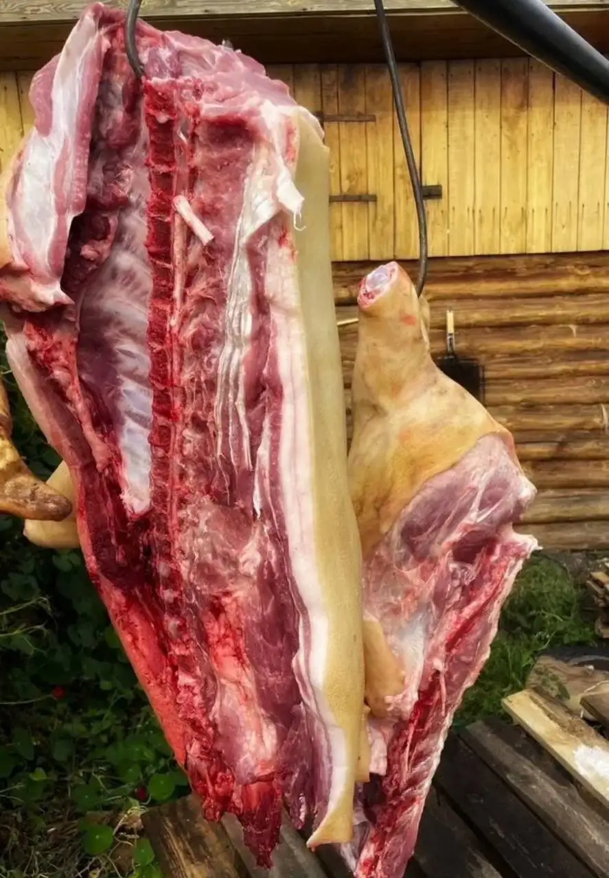 Свинина домашняя породы Ландрас - Мясо (Еда) в Тюмень