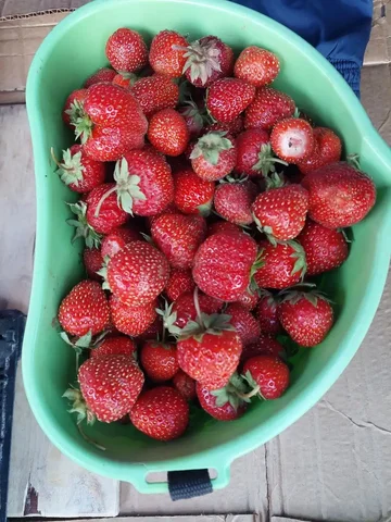 Свежая клубника в наличии - Продукты в Тюмень