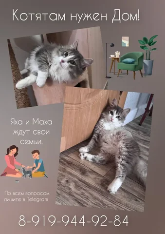 Сибирский хаски - Животные в Тюмень