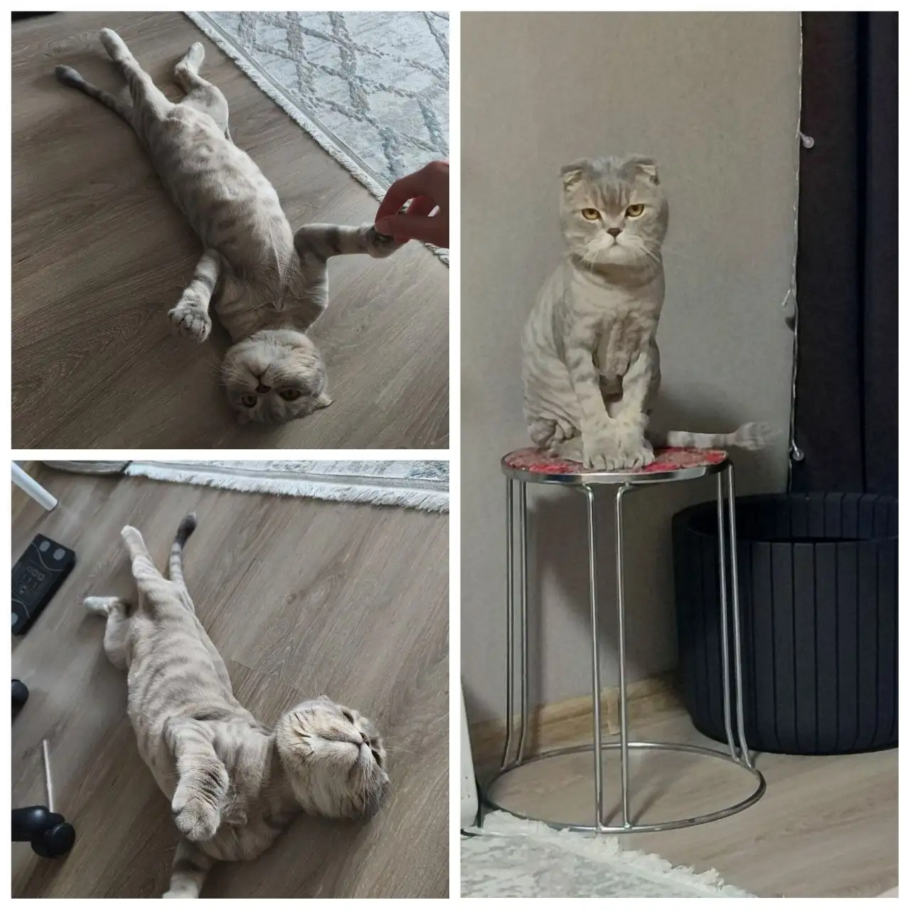 Отдам кота в добрые руки - Кошки (Животные) в Тюмень