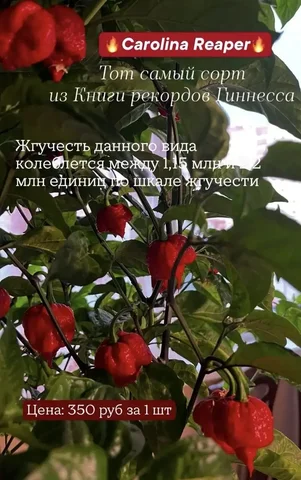Свежие номера аренда - Дача в Тюмень