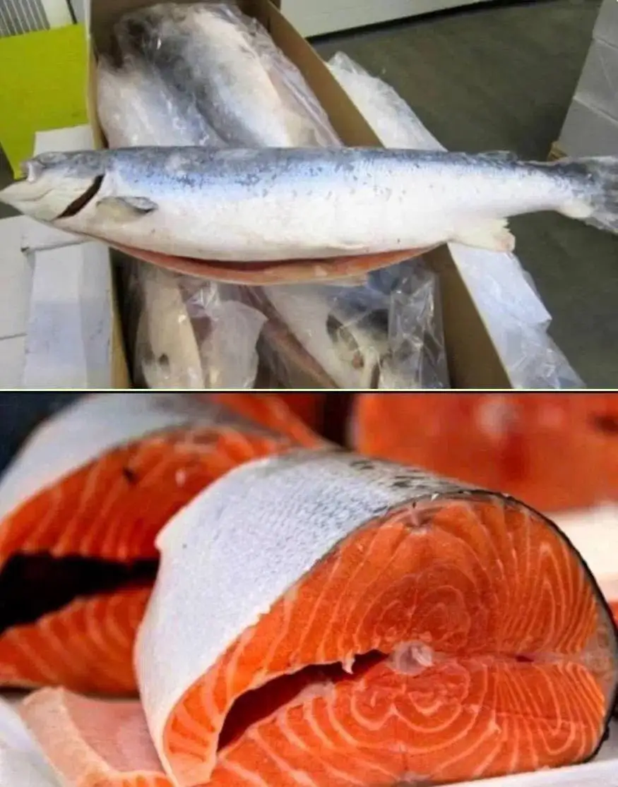 Семга (лосось) Премиум Чили свежий вылов - Рыба и морепродукты (Продукты питания) в Тюмень