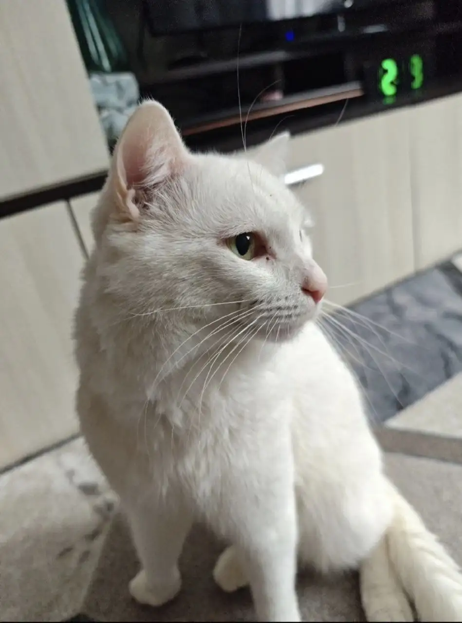 Ласковый котик в добрые руки - Кошки (Животные) в Тюмень