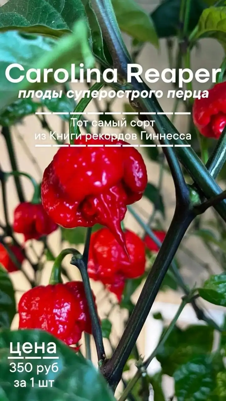 Продам плоды суперострого перца Carolina Reaper - Сад и огород (Хобби и отдых) в Тюмень