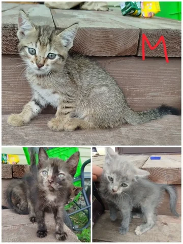 Котята в дар - частное объявление в Тюмень