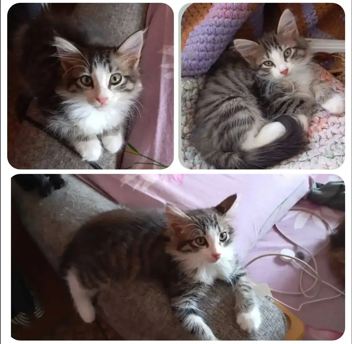 Котенок девочка ищет дом - Кошки (Животные) в Тюмень